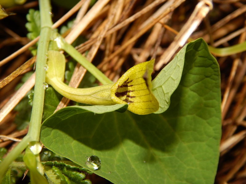 Aristolochia ma di che specie?